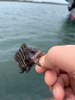 アオハタの釣果