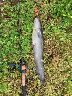 ナマズの釣果