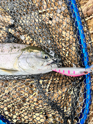 ニジマスの釣果