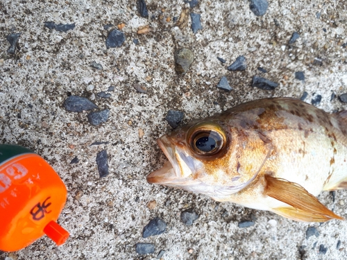 メバルの釣果