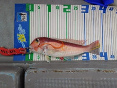 アマダイの釣果