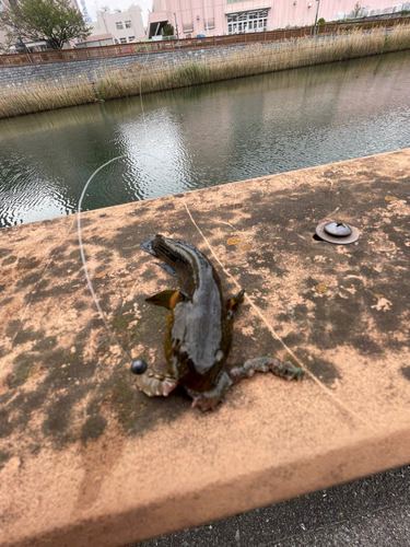 チチブの釣果