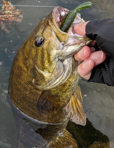 スモールマウスバスの釣果