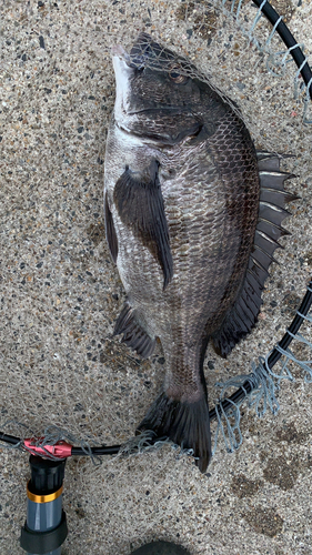 クロダイの釣果