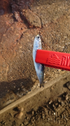 カタクチイワシの釣果