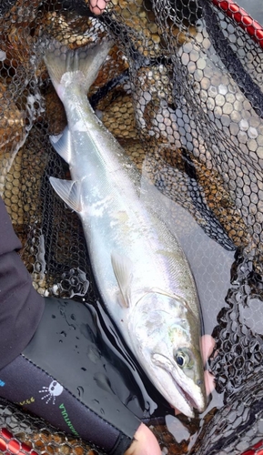 ヤマメの釣果