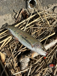 ニジマスの釣果