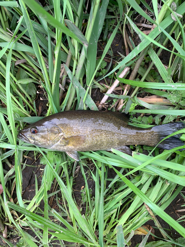 スモールマウスバスの釣果