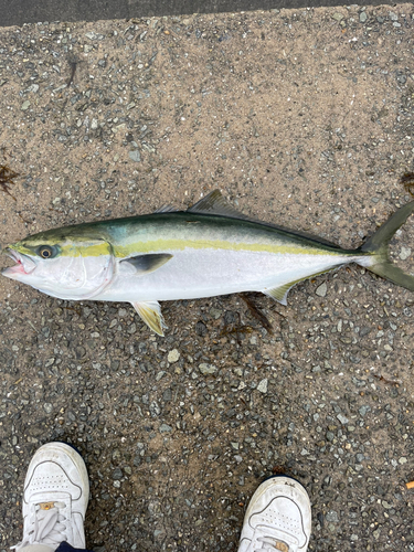 メジロの釣果