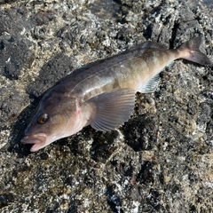 ホッケの釣果