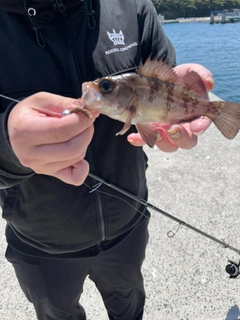 メバルの釣果