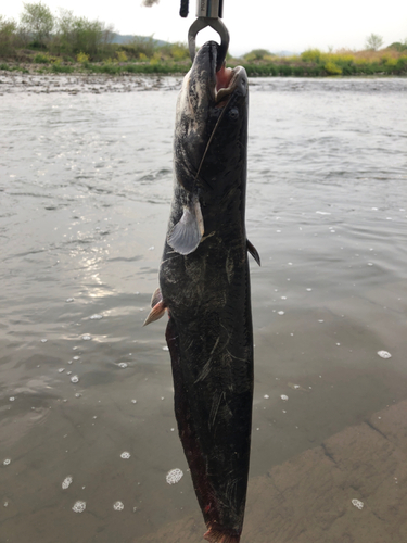 ナマズの釣果