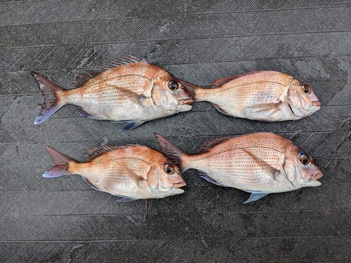 マダイの釣果