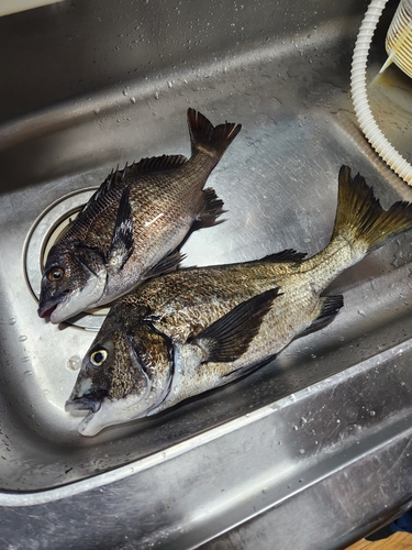 クロダイの釣果