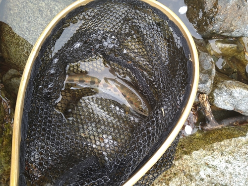 アマゴの釣果