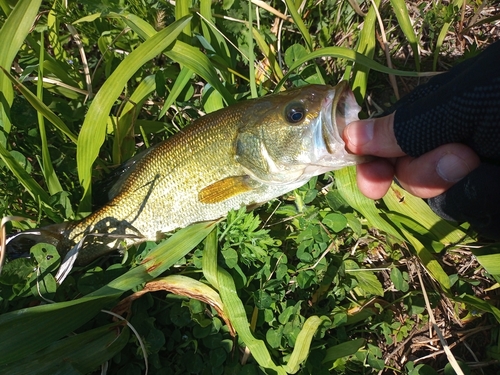 ラージマウスバスの釣果