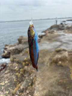 ニシキベラの釣果