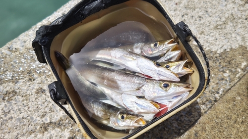 カマスの釣果