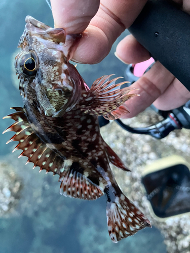 カサゴの釣果