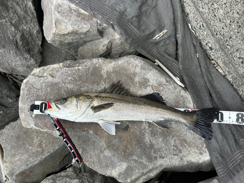 シーバスの釣果