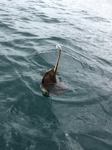 エイの釣果