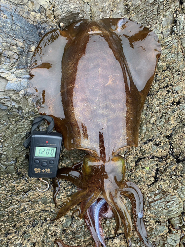 アオリイカの釣果