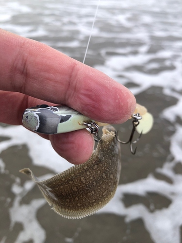 シタビラメの釣果