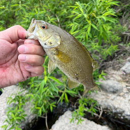 スモールマウスバス