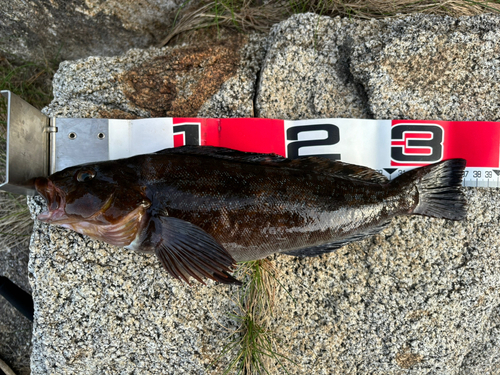 アイナメの釣果