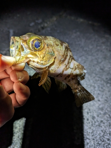 メバルの釣果