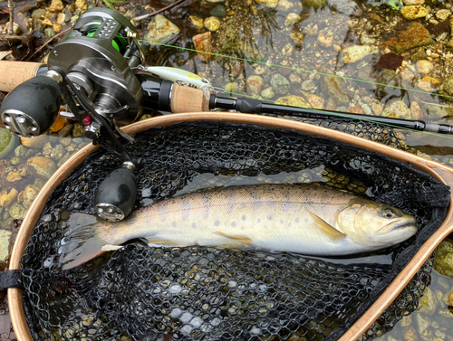 ヤマメの釣果