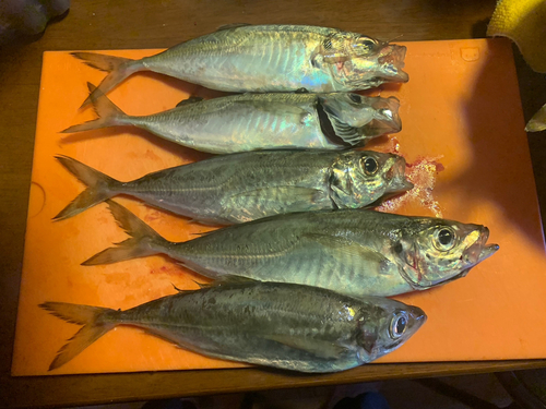 アジの釣果