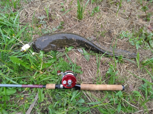 マナマズの釣果