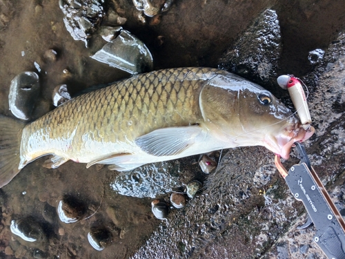 コイの釣果