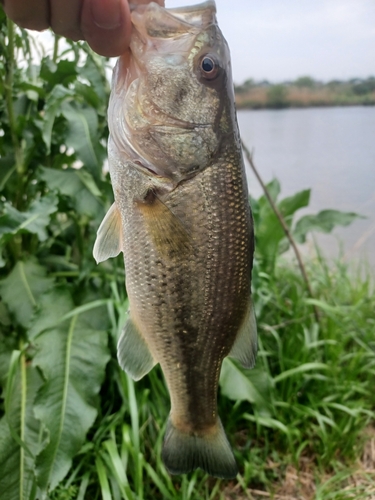 ラージマウスバスの釣果