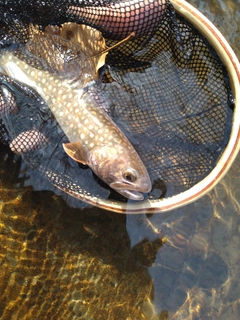 イワナの釣果