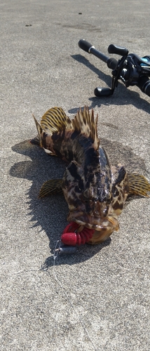 タケノコメバルの釣果