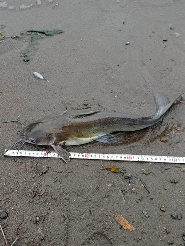 アメリカナマズの釣果