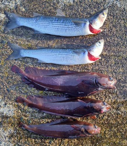 ドンコの釣果