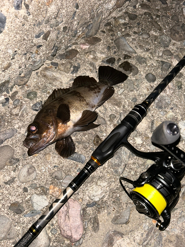 シロメバルの釣果