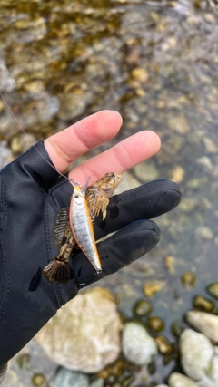 カジカの釣果