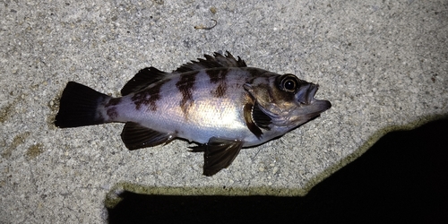 シロメバルの釣果