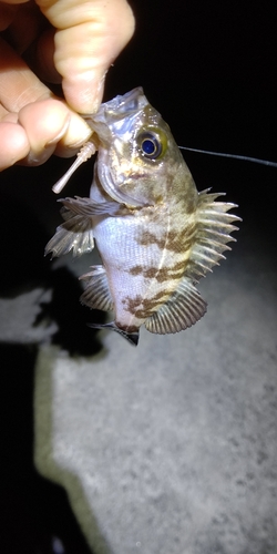 シロメバルの釣果