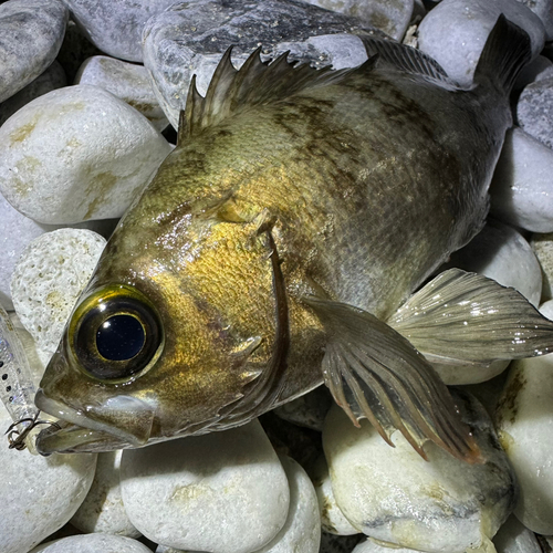 メバルの釣果