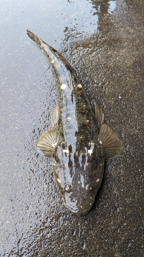 マゴチの釣果