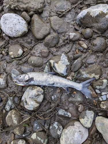 ニゴイの釣果