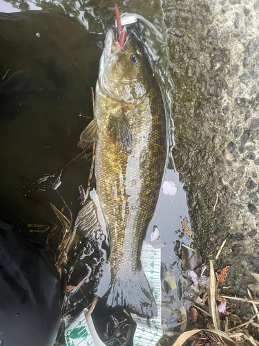 スモールマウスバスの釣果