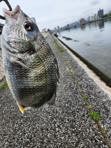 キビレの釣果