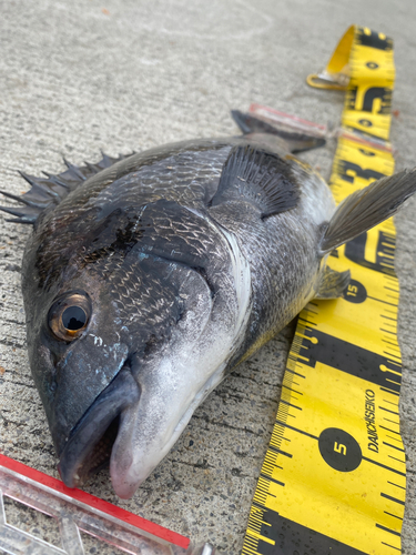 チヌの釣果