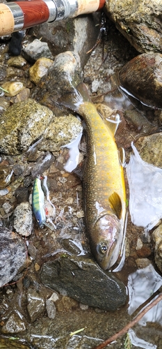 イワナの釣果